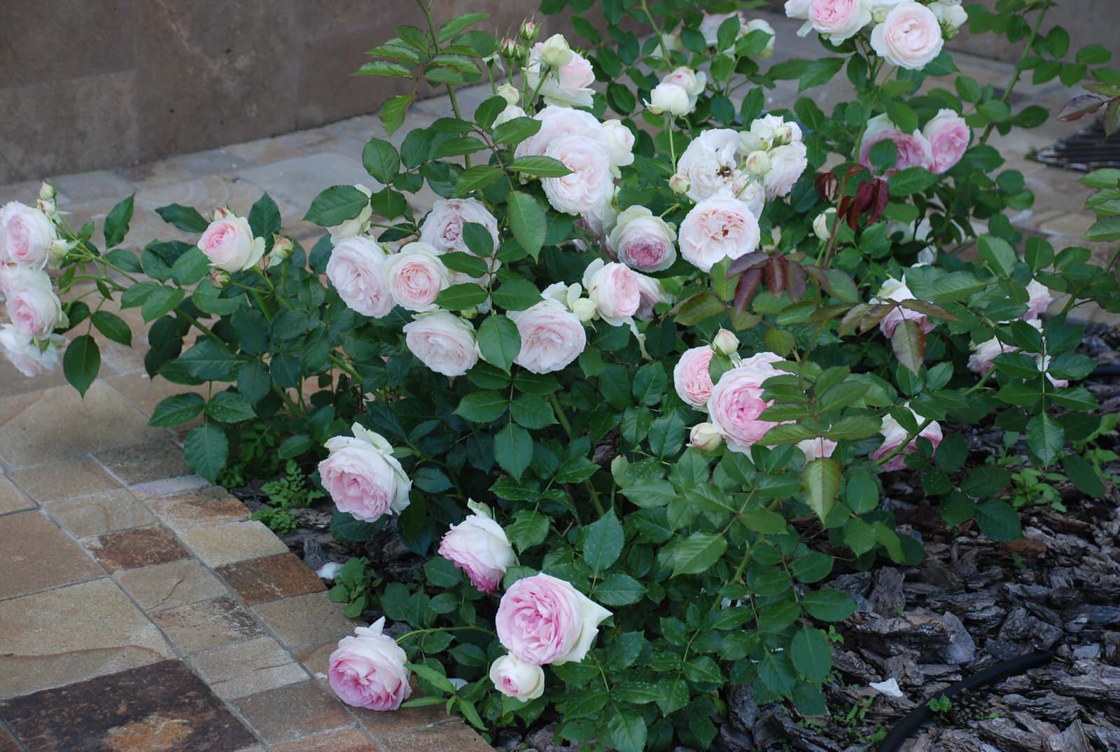 Сад в КП Миллениум Парк