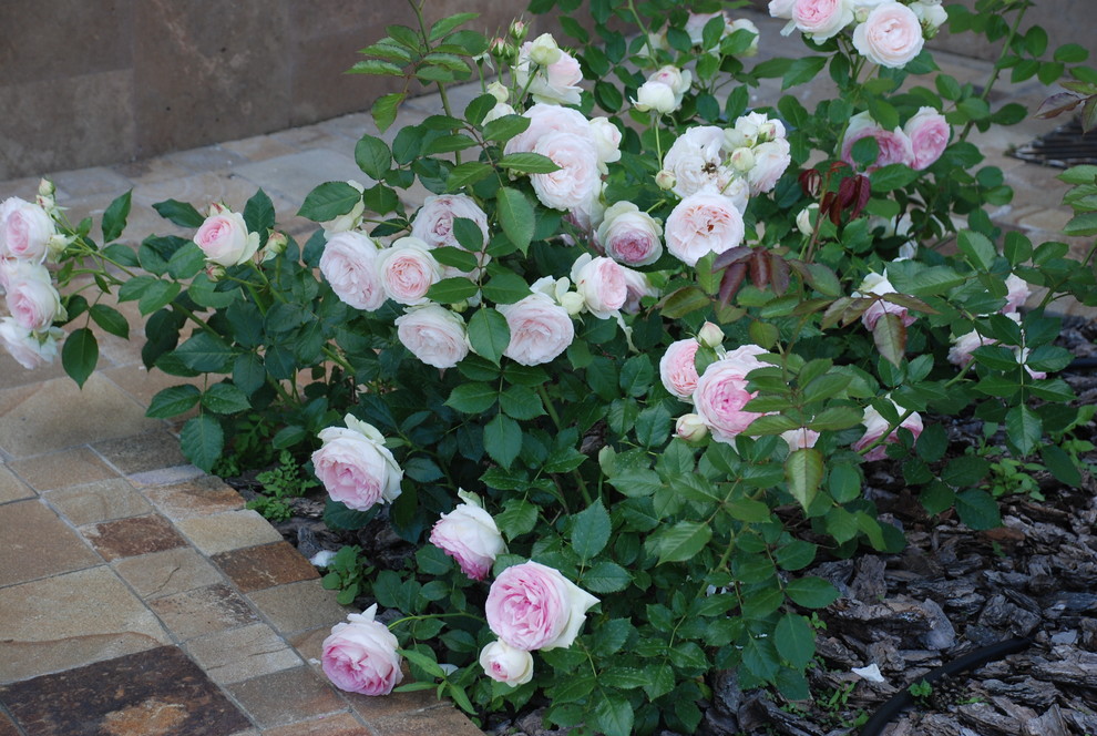 Сад в КП Миллениум Парк