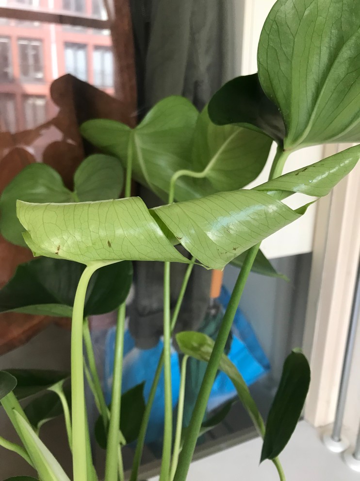 New Monstera leaf growing with brown spots!