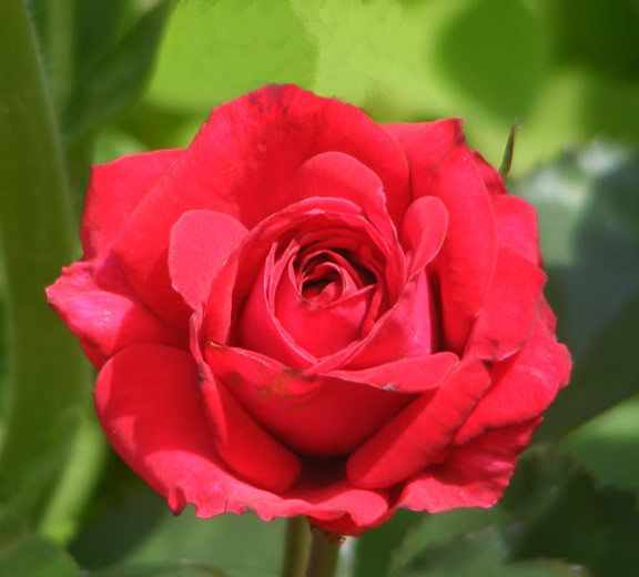 Reshone Roses The Rs