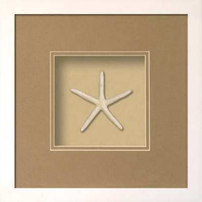 Starfish (Beachcomber Collection)