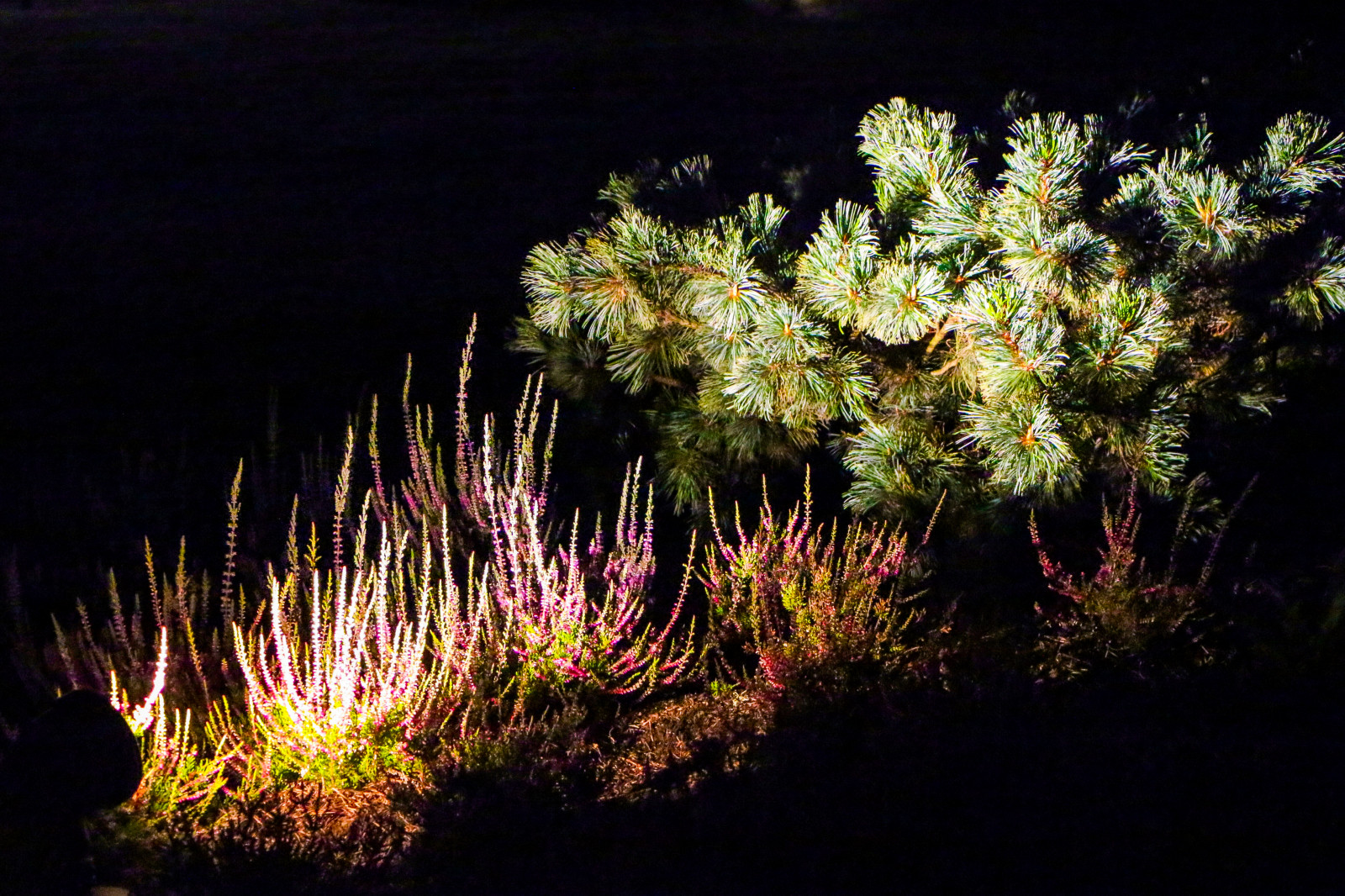 Горки-10, ночной сад, 2017-2020 гг.