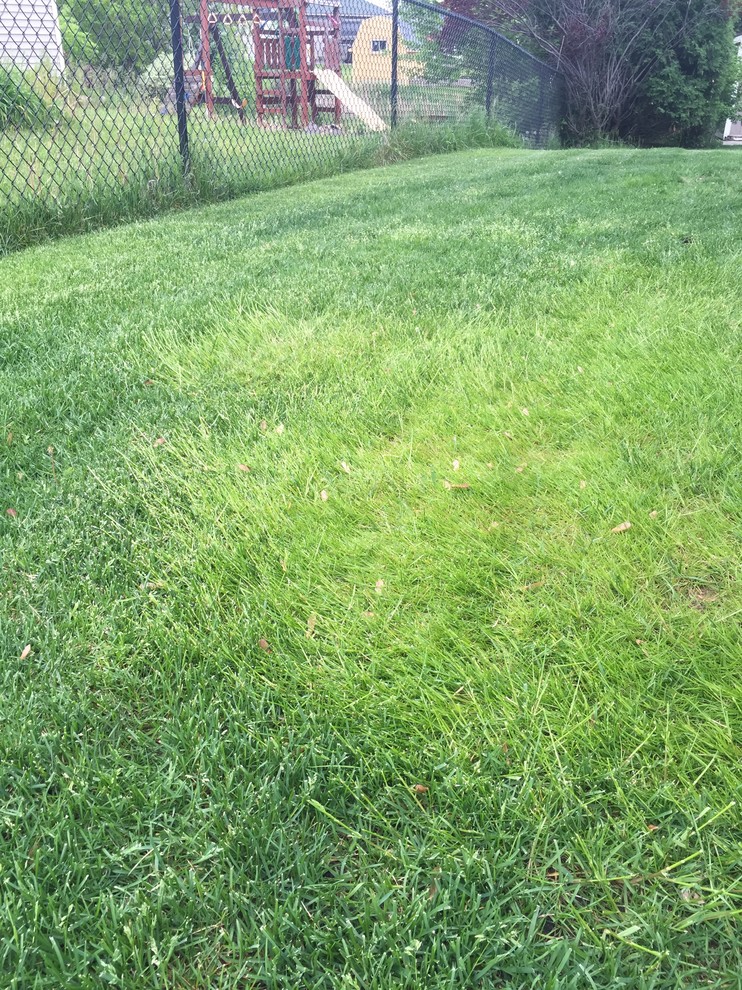 Light green patches of grass