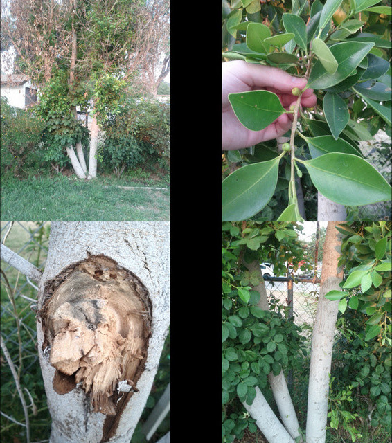 Why is my tree dying? pictures attached