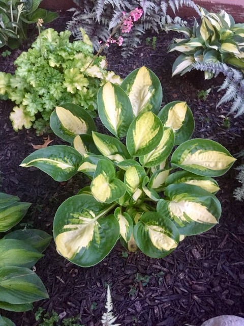 hosta 
