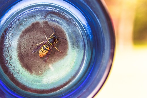 Wespen Vertreiben Darum Wirken Viele Hausmittel Nicht