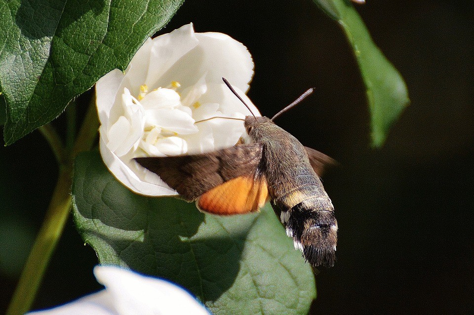 Working the Night Shift: Pollination After Dark