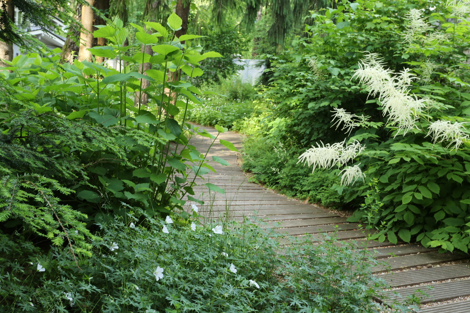 Белый танец