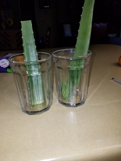 Aloe Vera Bleeding Bright yellow when cut and stinks!