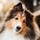 sheltiefuzz