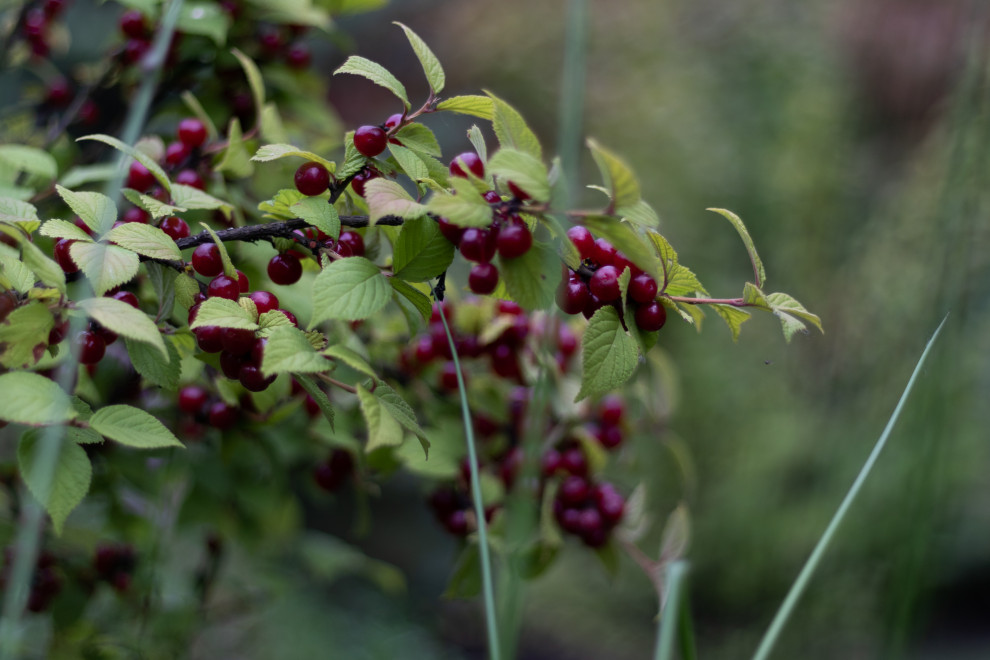 Красная Горка