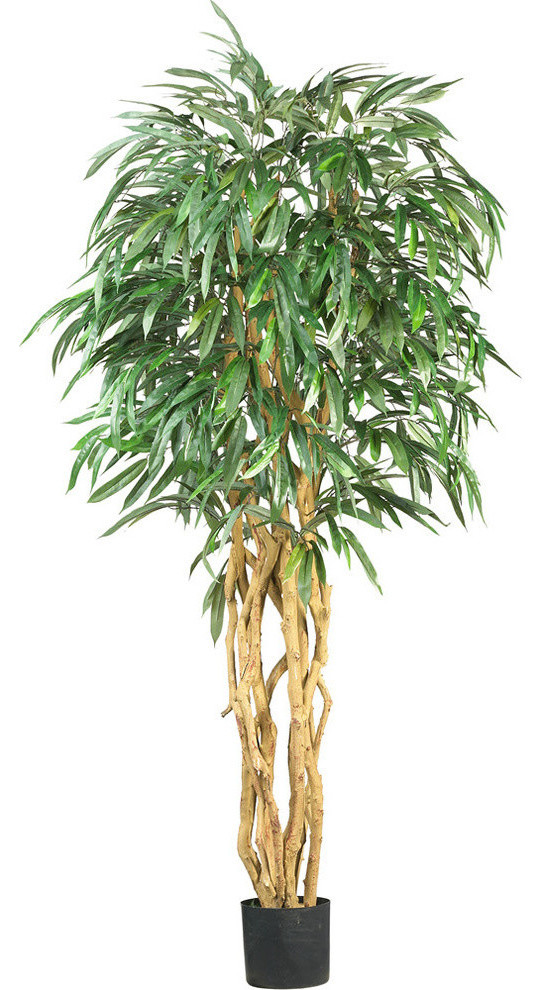 6' Weeping Ficus Silk Tree