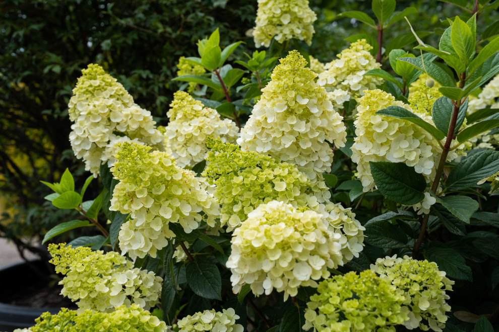 Гортензии для сада премиум-класса