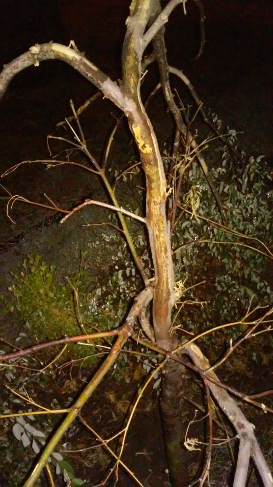 Is my Japanese maple tree dead??