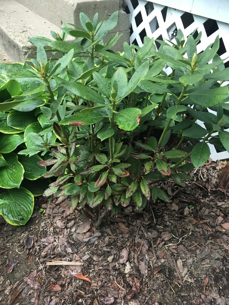 Why Are The Leaves On My Rhododendron Curling at Martha Trujillo blog