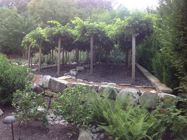 Backyard Vineyard Atlanta By White Pine Land Studio Llc