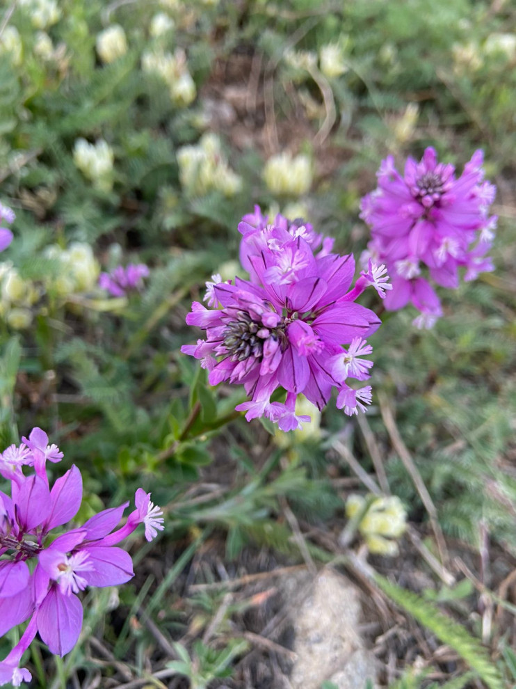 Участок на склоне с лугом и лесом.