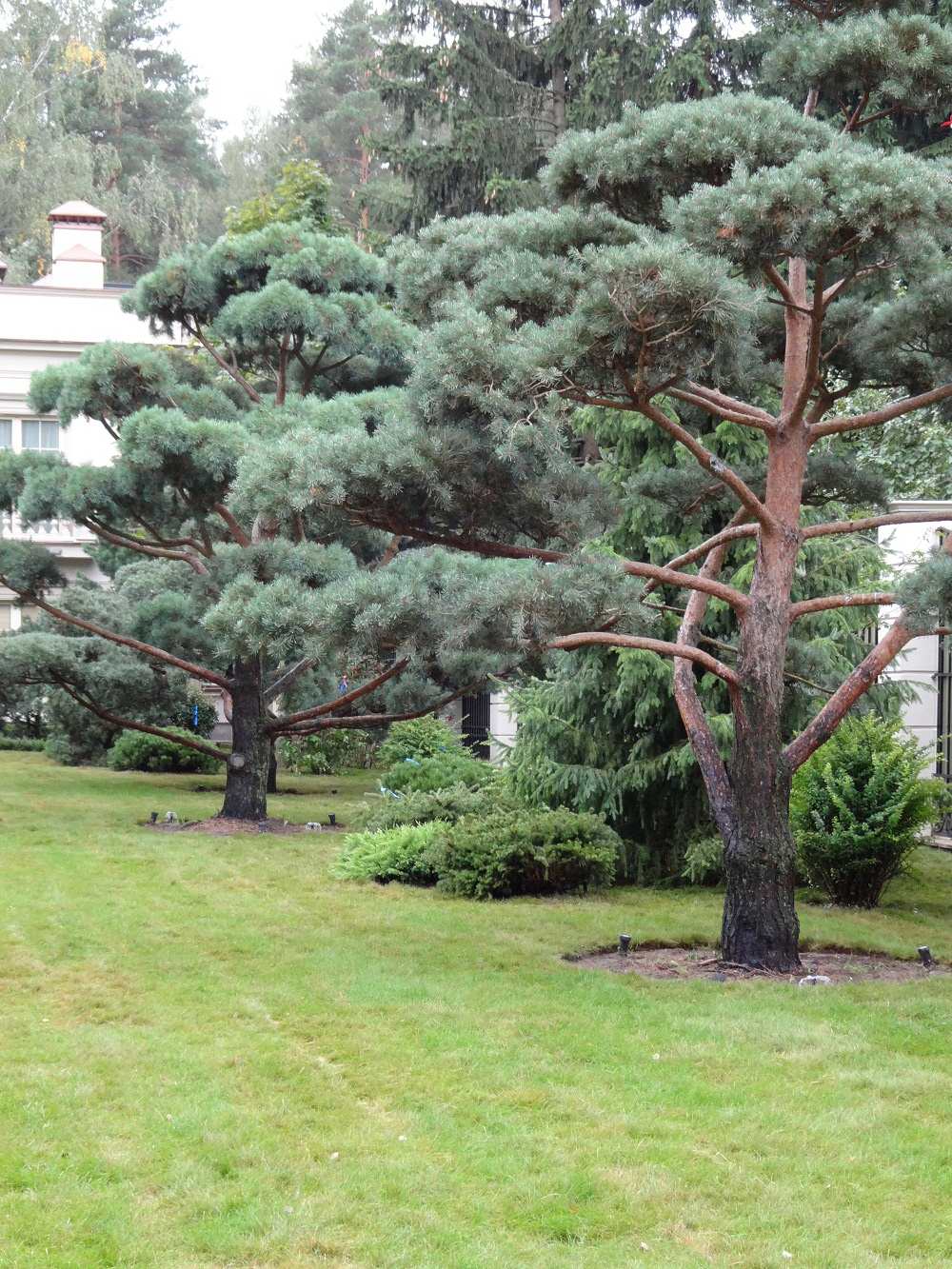 Прикорневой полив деревьев бонсай