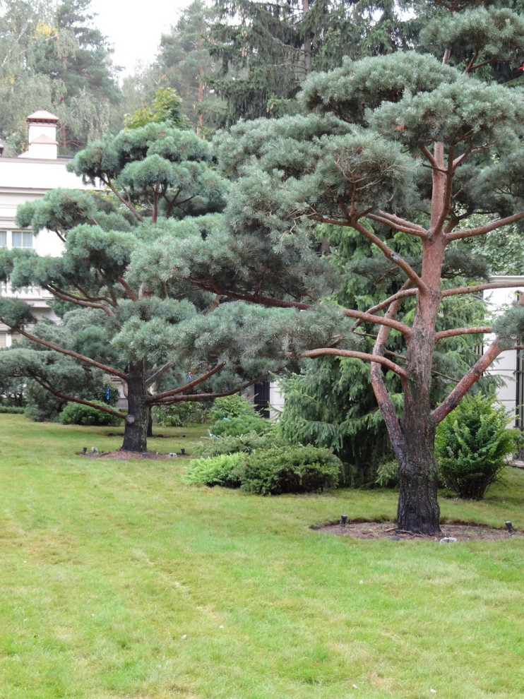 Прикорневой полив деревьев бонсай