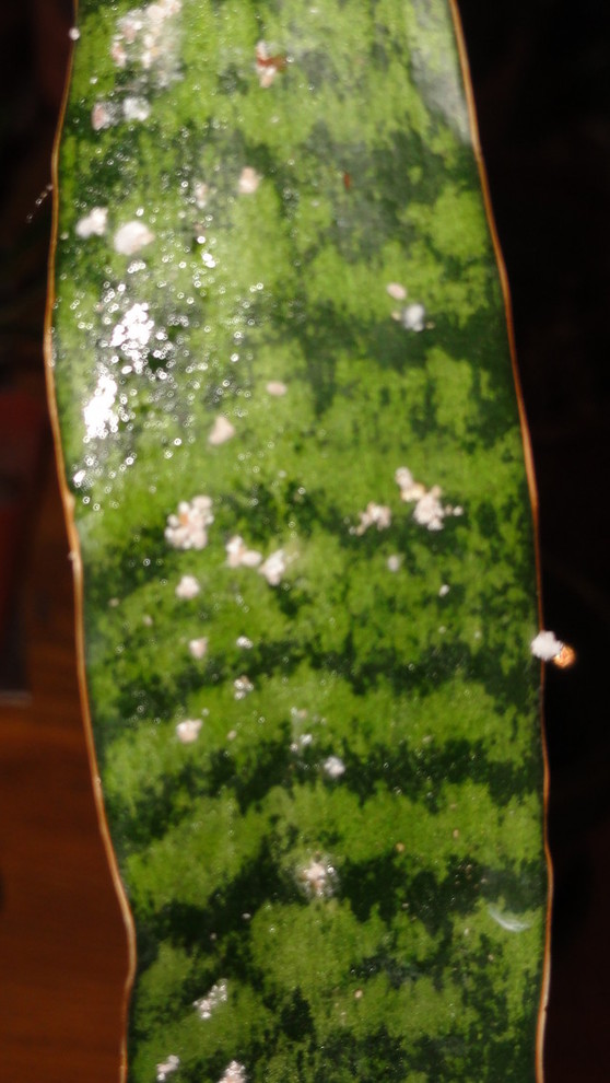 Pests on leaves... White fuzzy spots and sticky residue