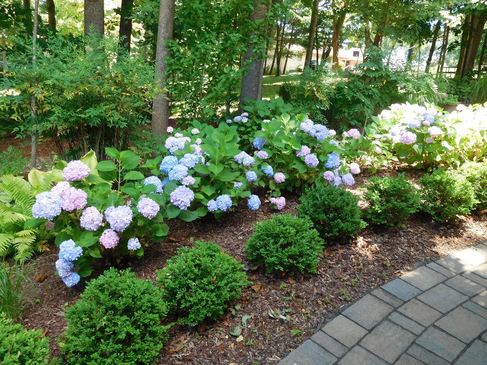 Need a specific shrub | Houzz Forum
