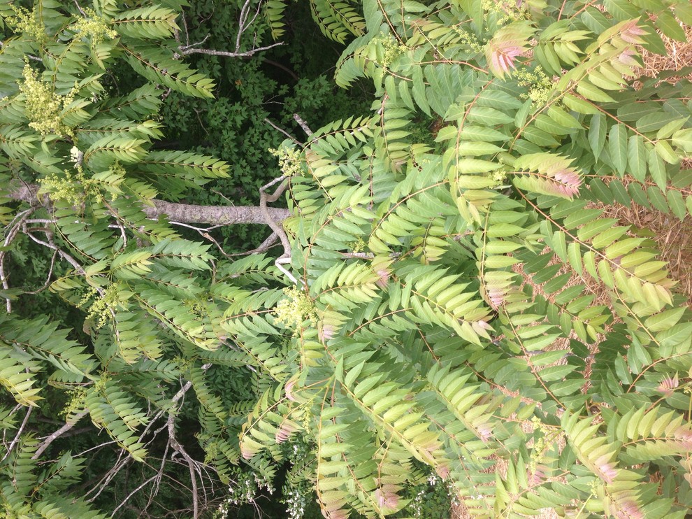 Help with tree ID