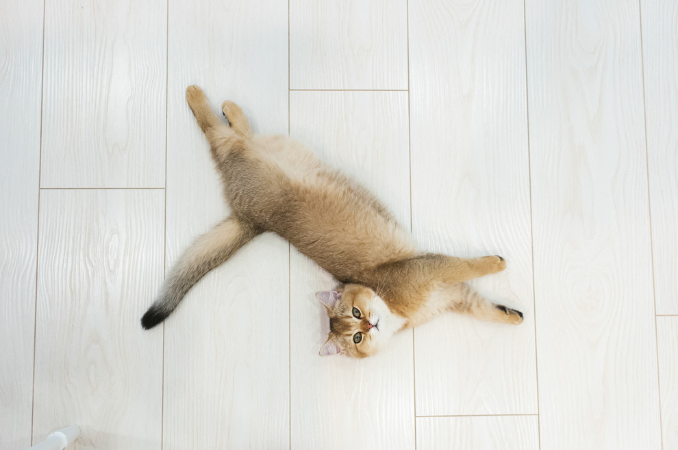 Рудольфа Нуриева