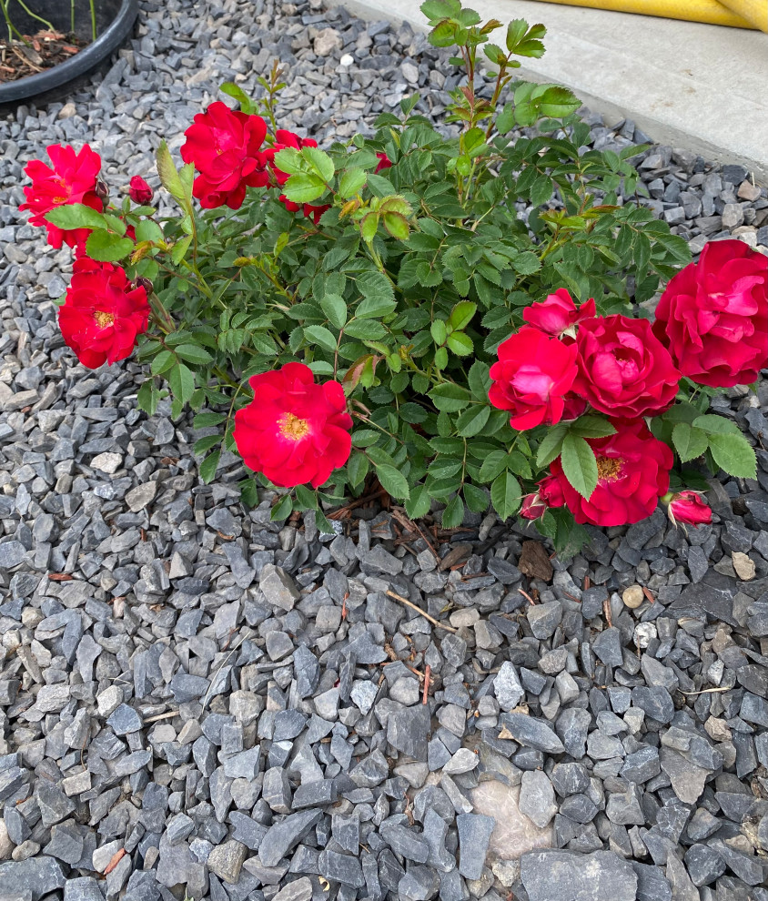 Hardy roses for zone 3