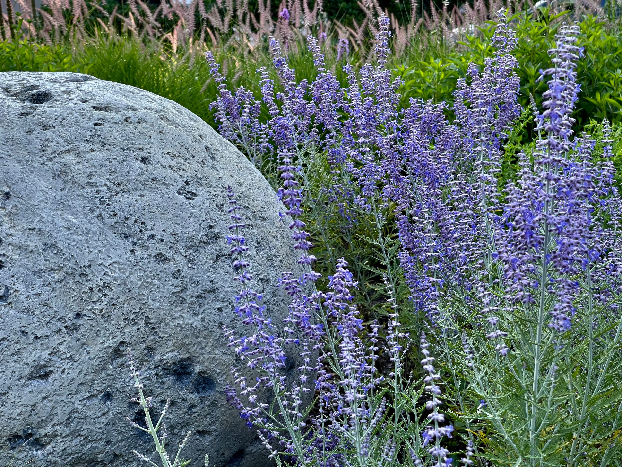 Sphere and Russian sage