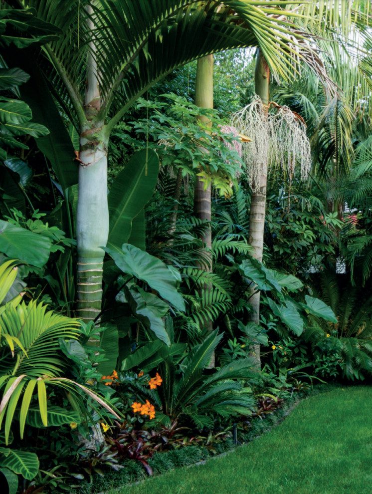 Inspiration for a tropical garden in Auckland.