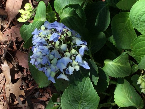 Why does a hydrangea wilt?