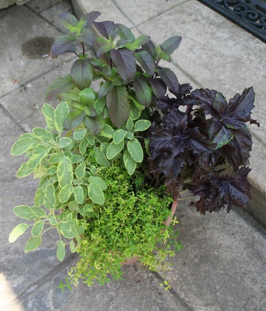 8 Easy Container Plants to Grow From Seed