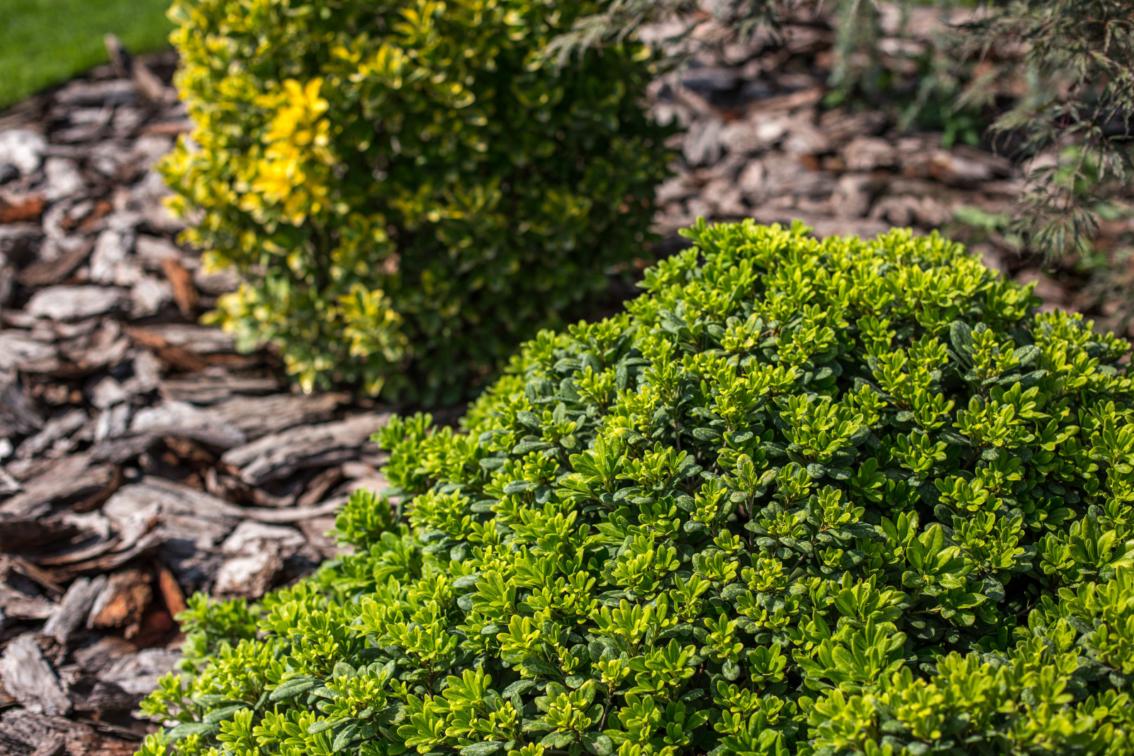 Сириус Сочи