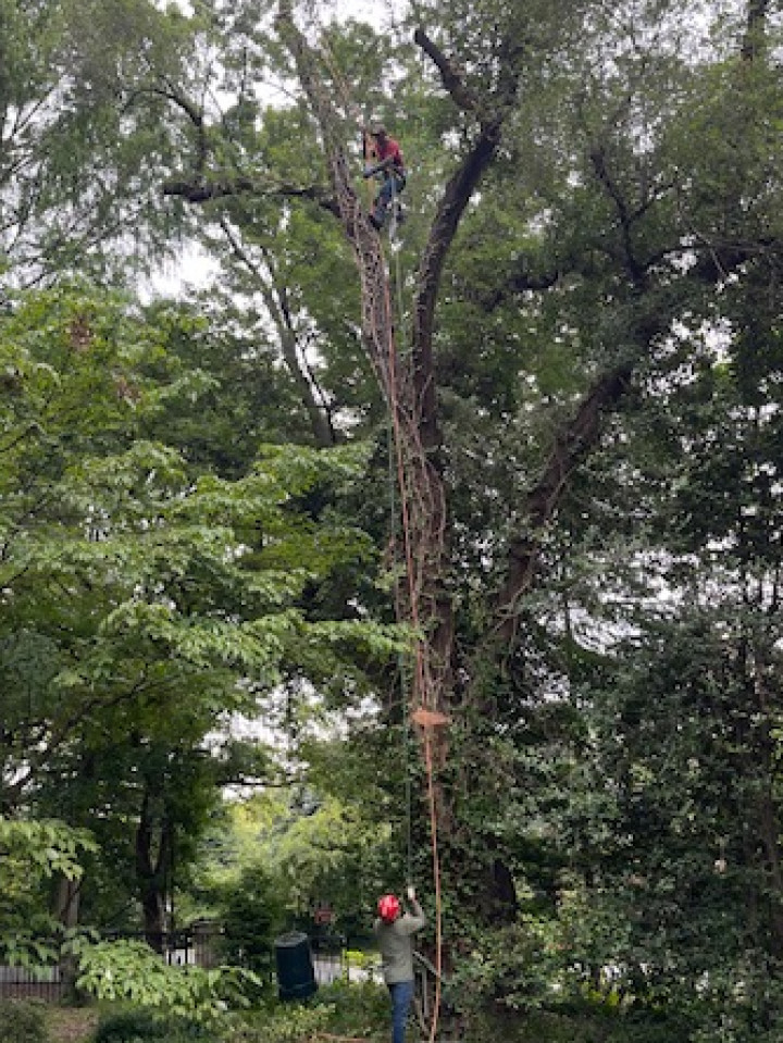 Are you tired of looking at that unhealthy tree on your property? Do you need to clear out more space on your yard? Turn to Iron Will Landscaping for professional tree removal services. We'll remove a