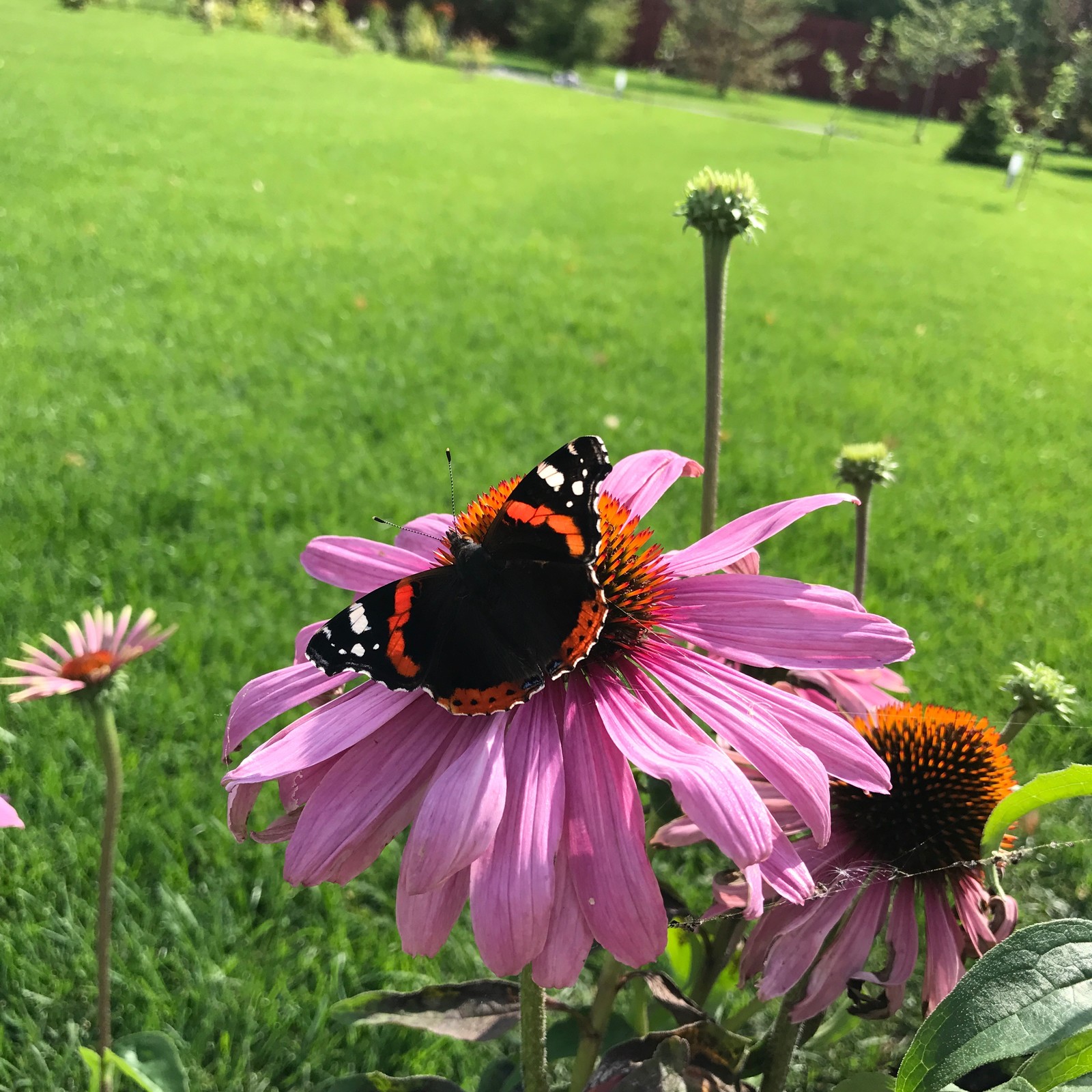 Малинки Виладж
