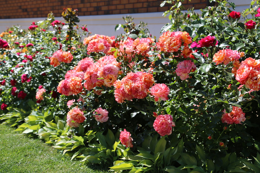 Розарии в садах NB-GARDEN