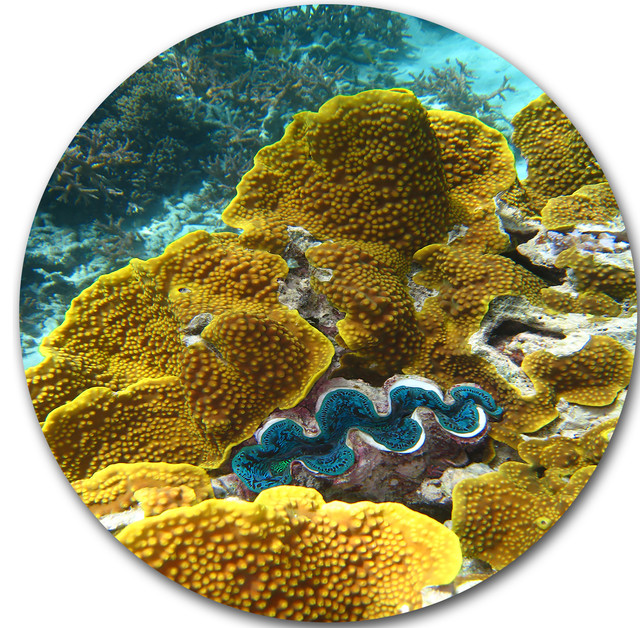 Barrier Reef Underwater Scene, Seascape Photo Round Wall Art Beach