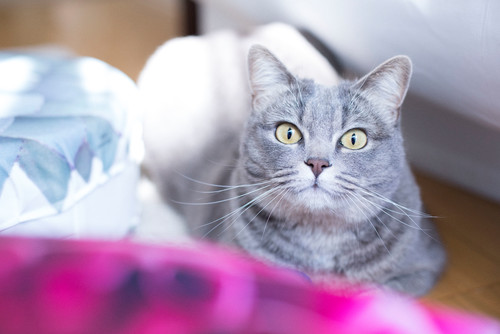 猫と人の幸せな暮らし ファッションデザイナー 鷺森アグリさんが 愛猫と暮らす家 Houzz ハウズ