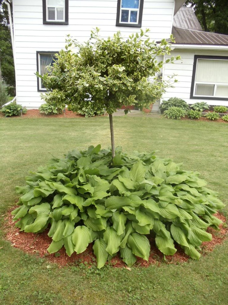 Do You Put Hosta Rings Around Your Trees?