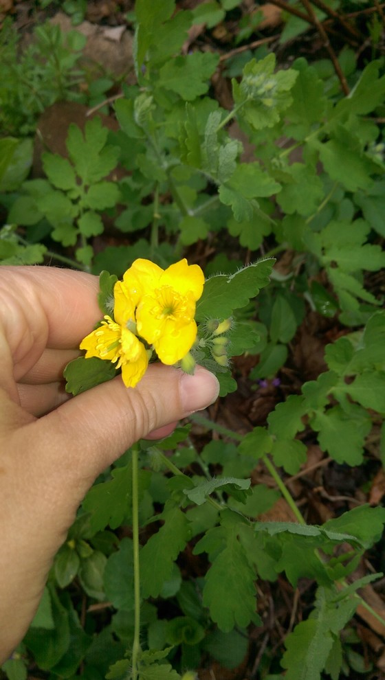 Yellowflowered weed ID?