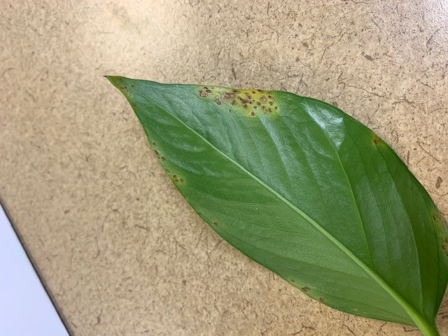 Pothos has tiny brown spots around the edges of the leaf | Houzz Forum