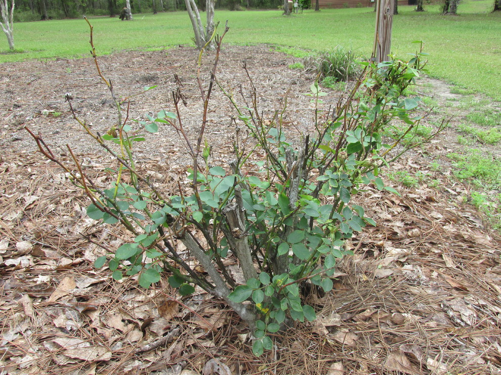 why is my rose bush dying from the top?