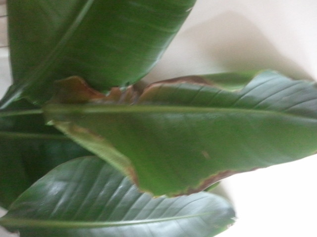 Photos) Sick Strelitzia Leaves. What to do? | Houzz Forum
