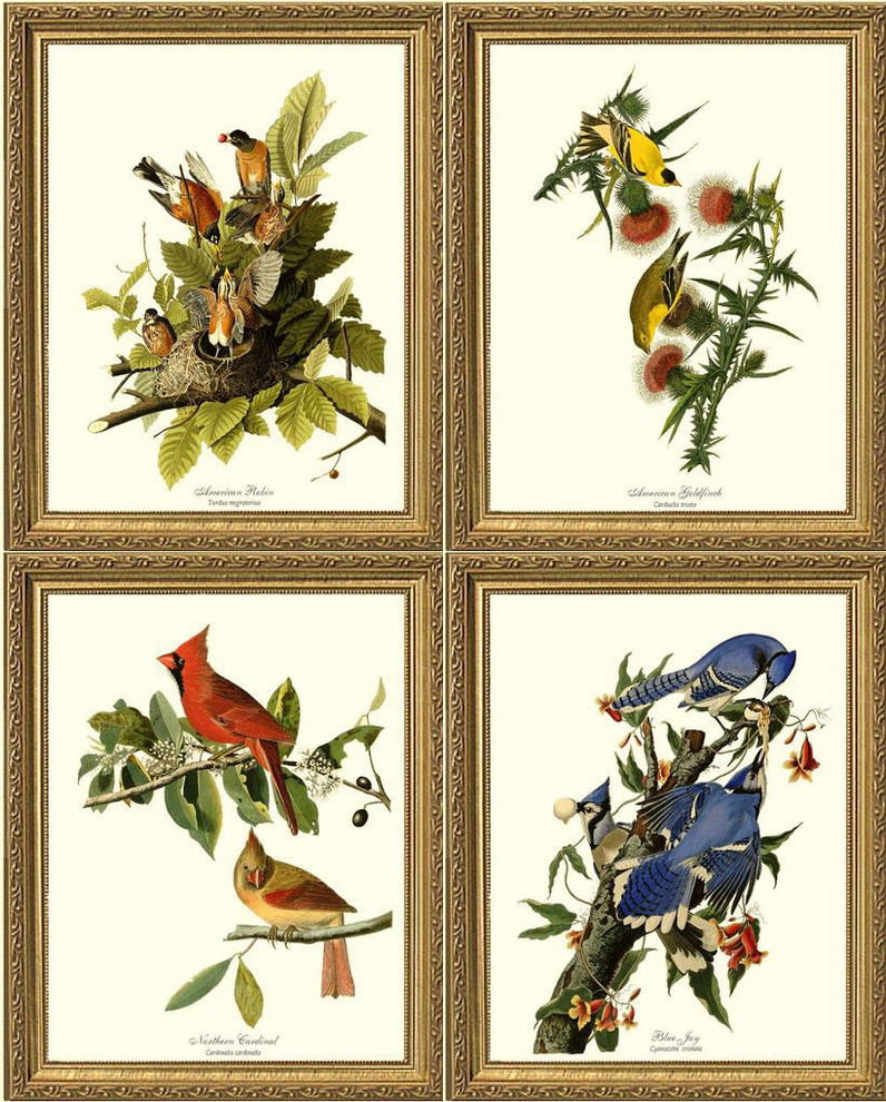 Audubon Bird Print Set 4 Framed Antique Vintage Illustrations Traditional Prints And Posters