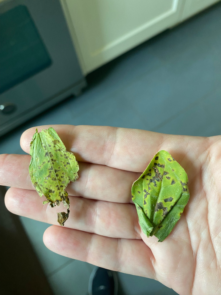 Help! Spotted zinnia leaves.