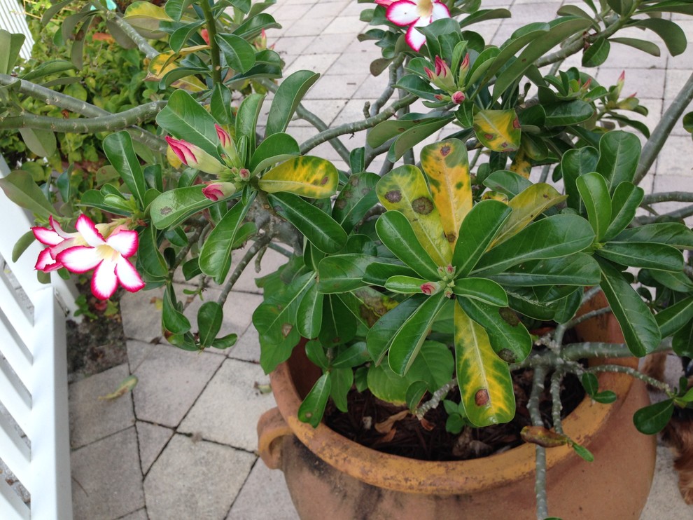 Desert Rose Leaves Yellowing/ Falling Off