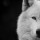 studiowolf
