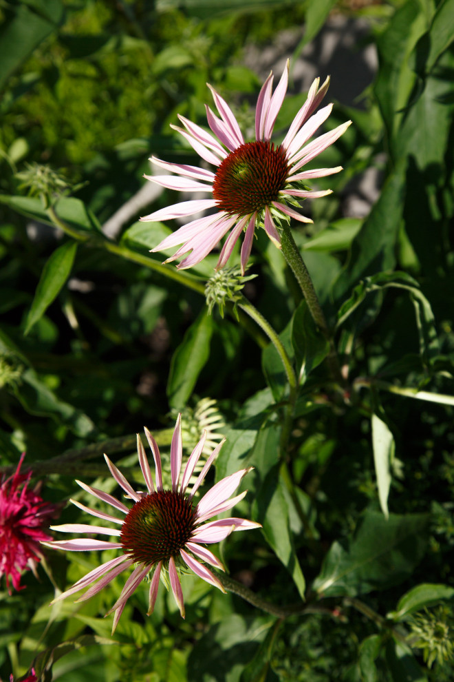 Портреты растений