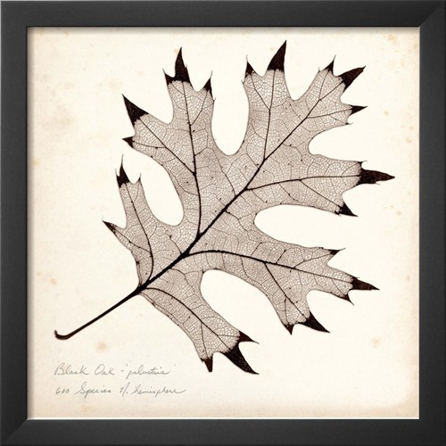 Black Oak Leaf Giclée Print by Booker Morey