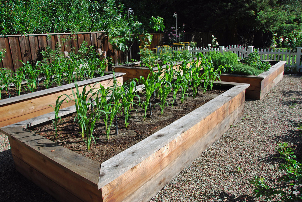 Photo of a large traditional backyard full sun garden for summer in San Francisco with a vegetable garden and gravel.